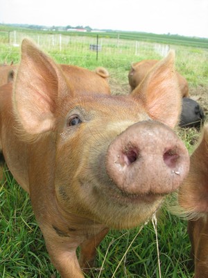Mid Mitten Sustainable Farm LLC