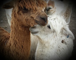 Arrowhead Alpacas