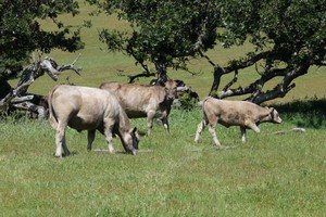 4 Bar K Ranch Grass Fed Beef