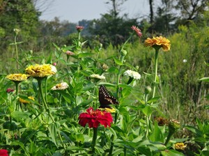 Heartbeat Learning Gardens