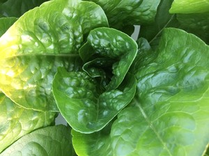 Naturally Fresh Farms, LLC