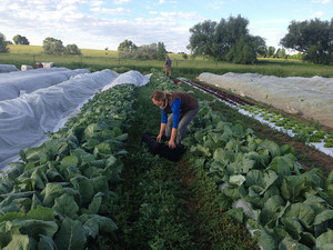 Red Wagon Farm