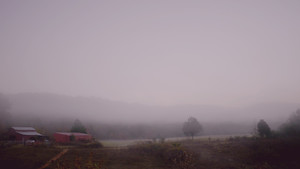 Beech Cove Farm