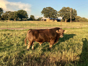 Star Ranch