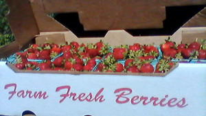 Voluntary CSA Andover/Stillwater NJ