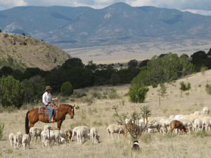 Dunhill Ranch All-Natural Grass-Fed Beef and Lamb