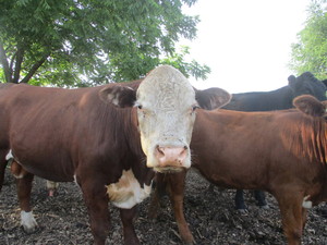 Summerdale Farms, Inc.