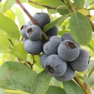 Gibson Berry Farm