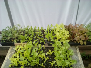 K.C.Plane Gardens and CSA
