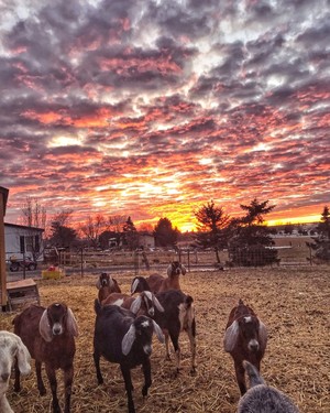Rock Bottom Farms