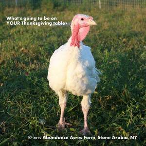 Abundance Acres Farm