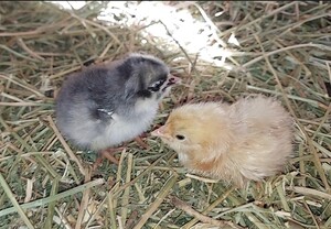 Blue jersey and buff orpington