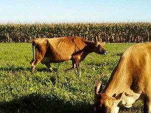 Hoffman's Little Acres