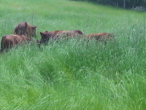 Rabun Ranch
