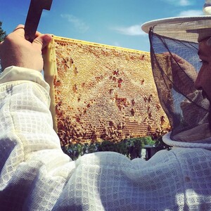 Astor Apiaries
