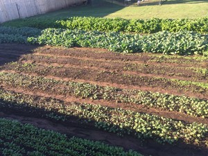 Green Gold Gardens OKC