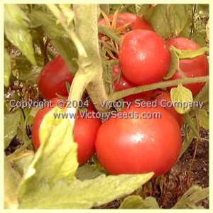 Livingston's Globe Tomato