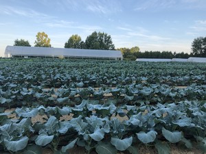 Elysian Fields Farm