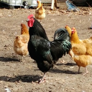 JAMD Farms