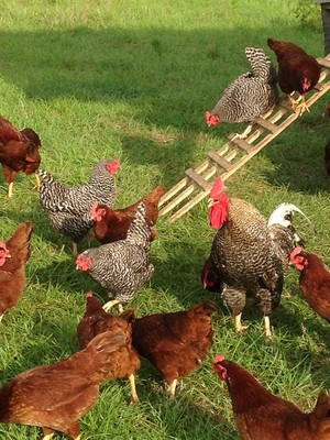 Granddaddy's Farm