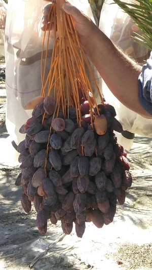 Espinosa Dates And More