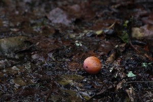 American Persimmon