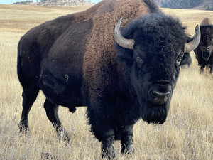 American Plains Bison