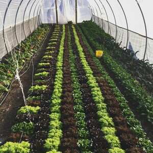 Bauernbach Farmstead & Creamery
