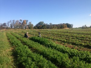 Lydia's Fields