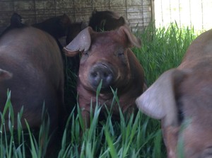 Hutch Creek Farm
