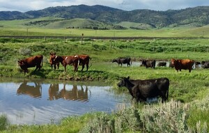 RSP Ranch Services LLC