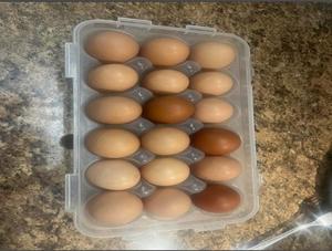 Eggs-$6/dozen-straight from the nest