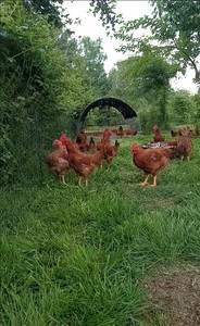 Rhode Island Red Chicken, 