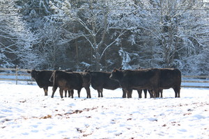 Oak Grove Angus Farms