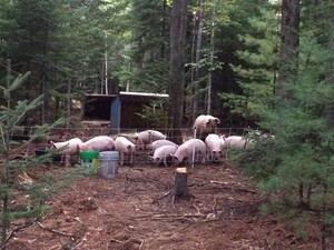 Sleepy Brook Farm