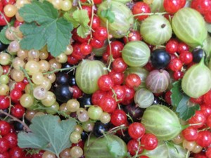 Giant Red Currant