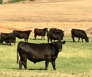 Hall Family Black Angus Beef