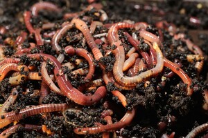 Red Wigglers Farm
