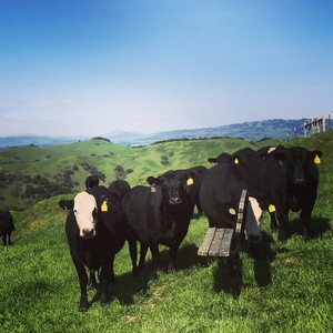 Grounded Grassfed