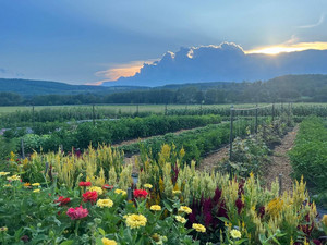Wander Creek Farm