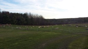 Perryfarms
