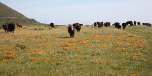 Old Creek Ranch