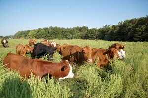 Alger Family Farm. LLC