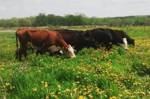 Seneca Breeze Beef
