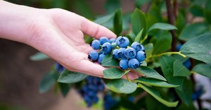 The Sanctuary Blueberry Farm