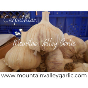 Mountain Valley Garlic