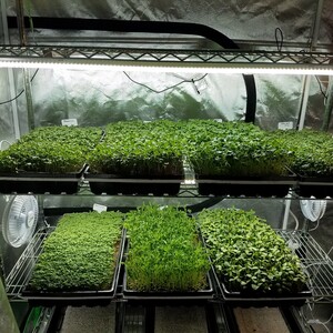Grown Locally
