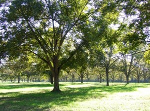 The Palmetto Pecan Company