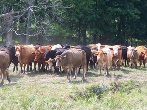 Plumer & Bowers Farmstead