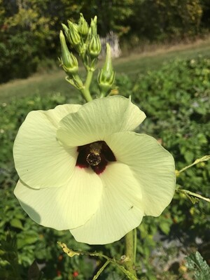 Pakhabari Farm LLC